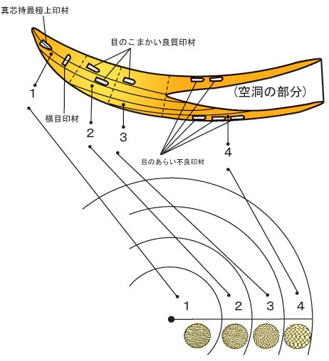 象牙部位説明